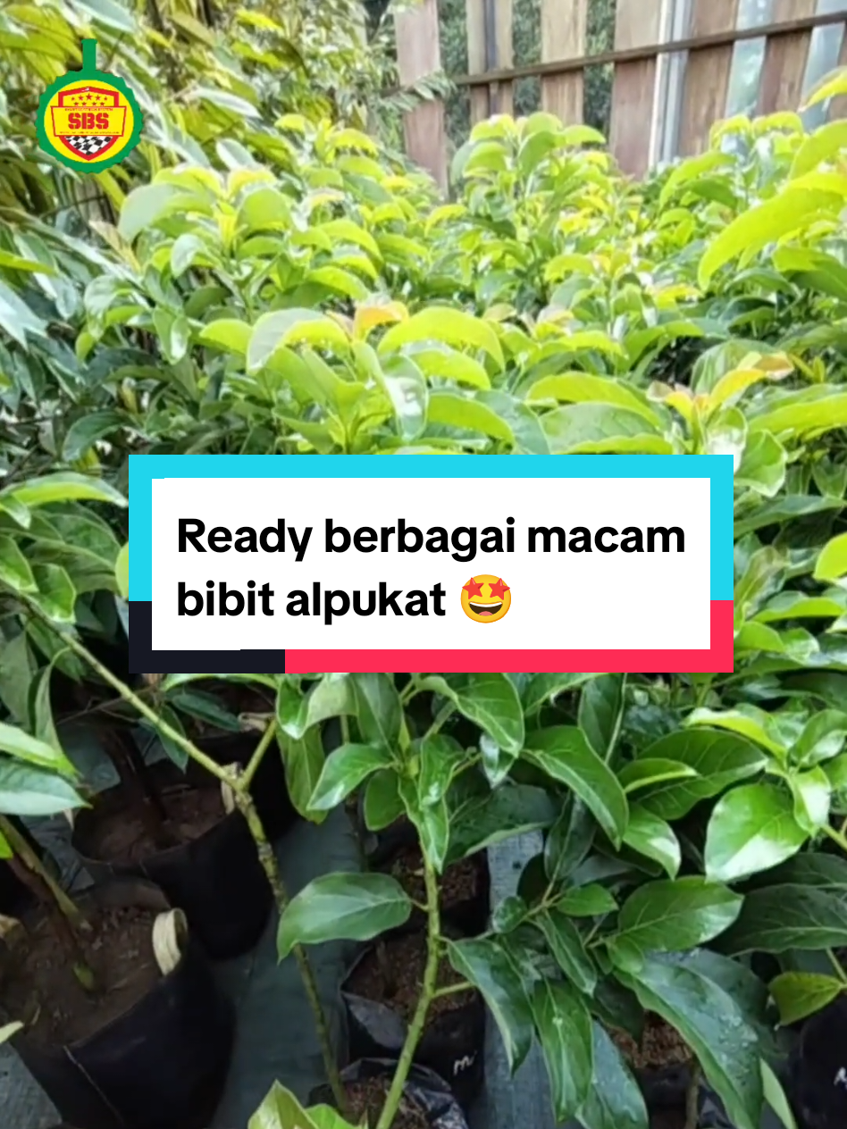 @Produksi Buah_SBS