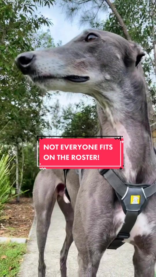 @harrythegreathound