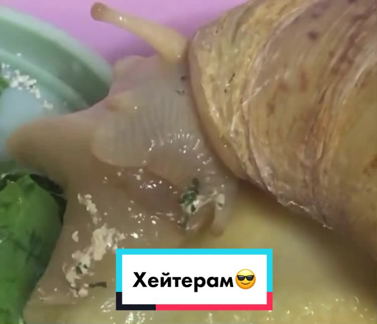 @Улиточки ахатины 🐌💕