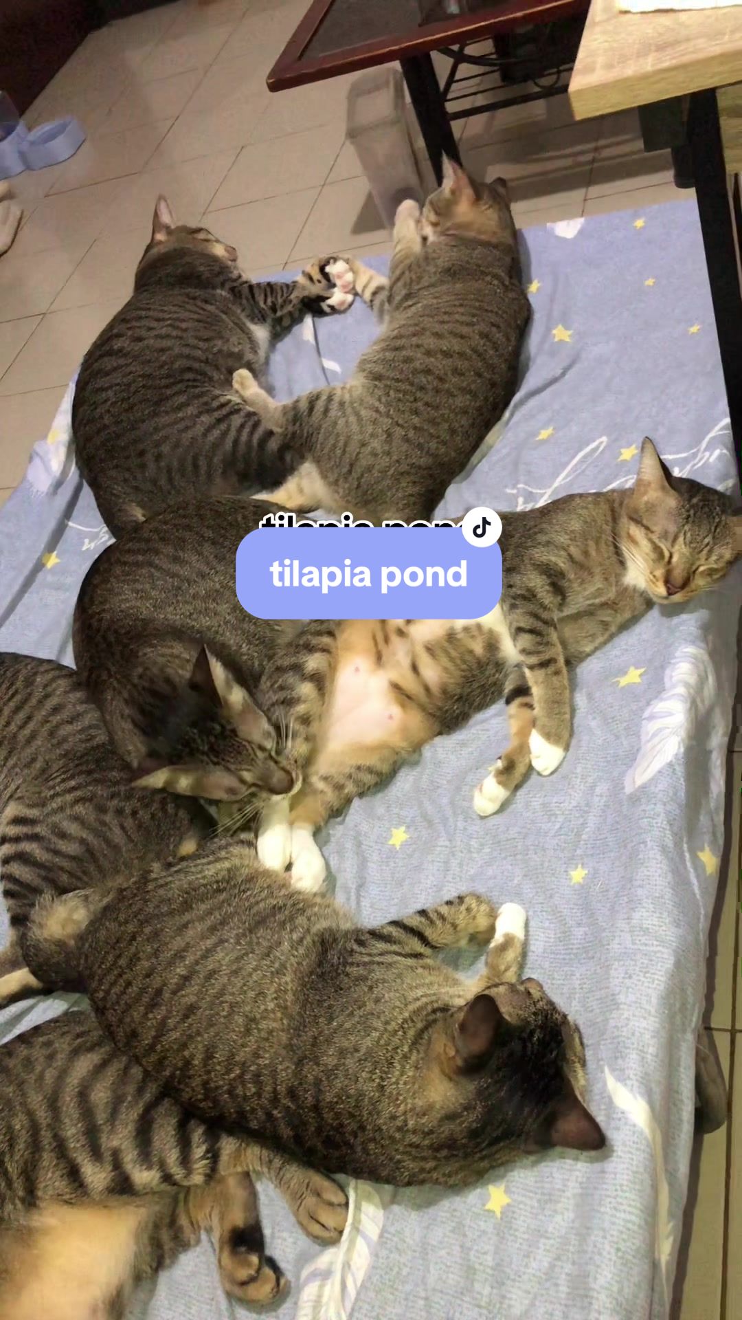 @17meows