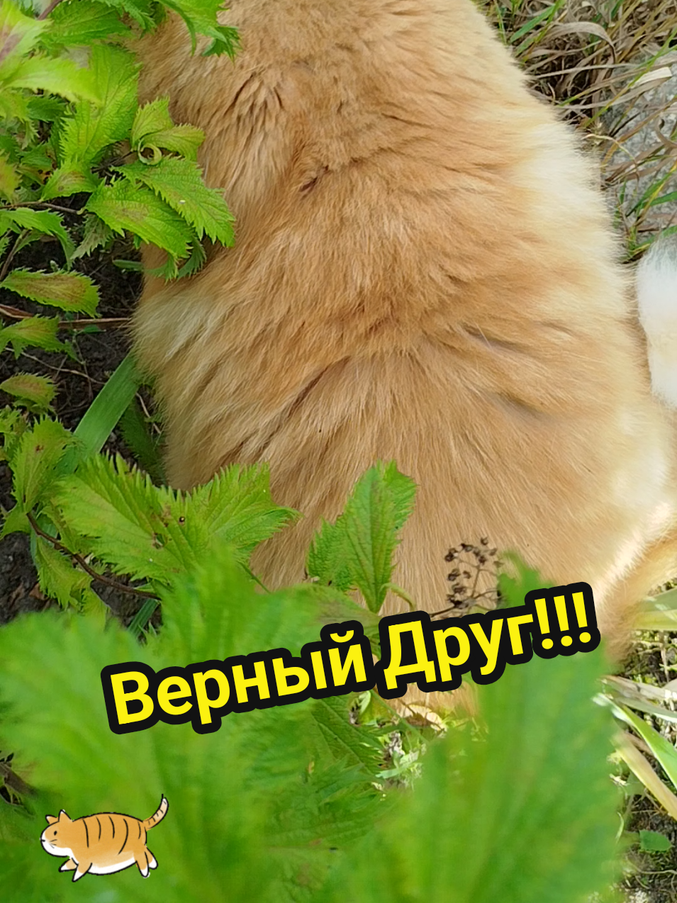 @IRINA