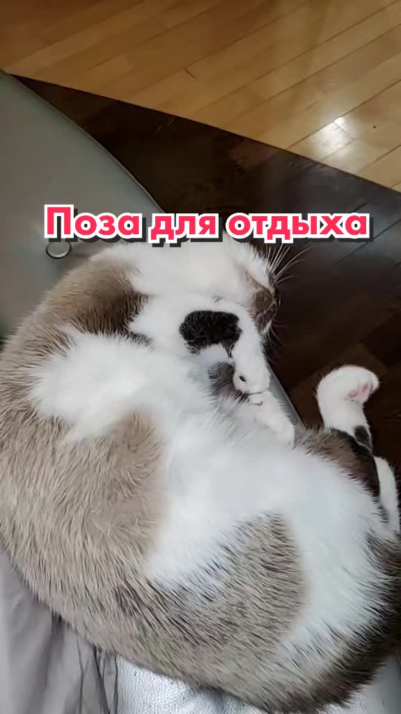 @Кот Клякса