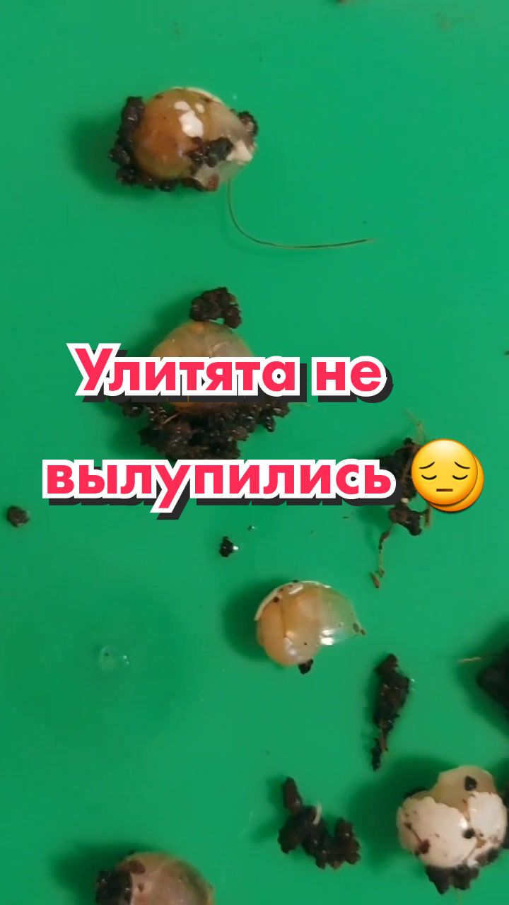 @🐌Яся Ясень🐌