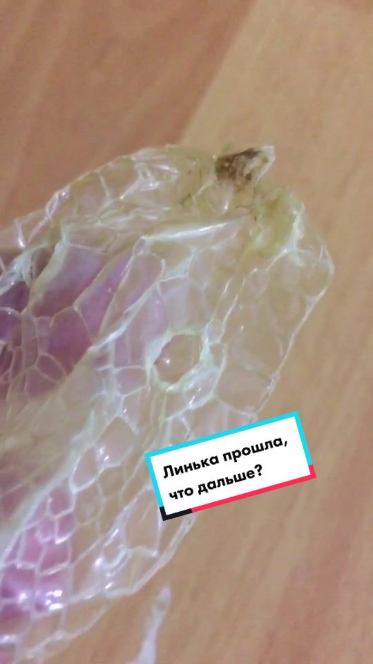 @🐍 ТИГРАнутый 🐍