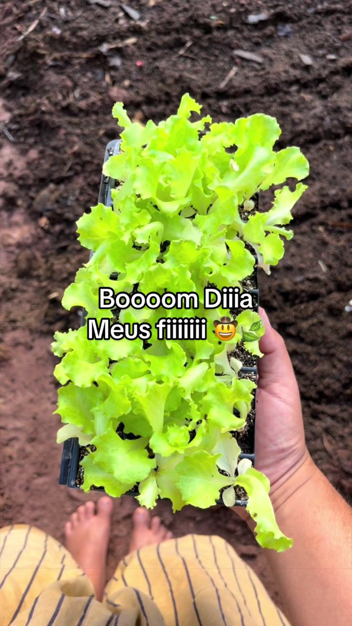 @vida_breve