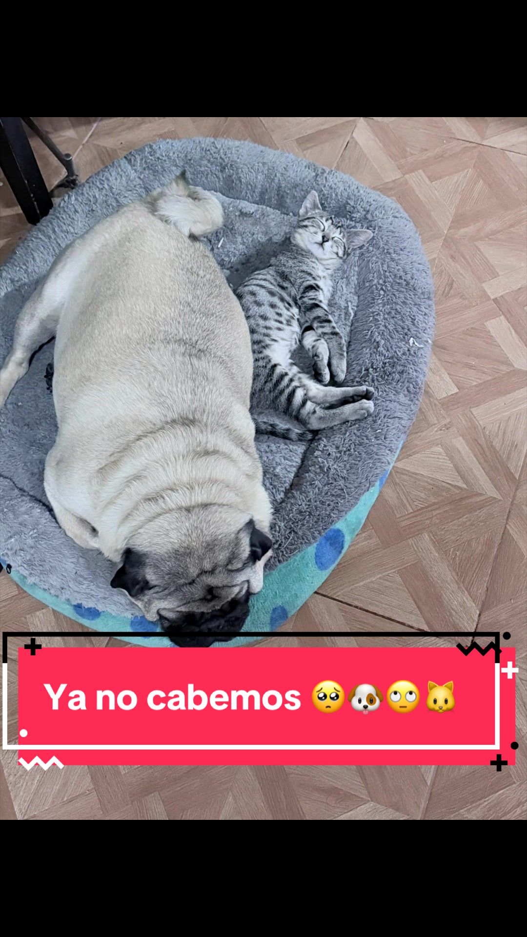 @Pugs en acción 🐶