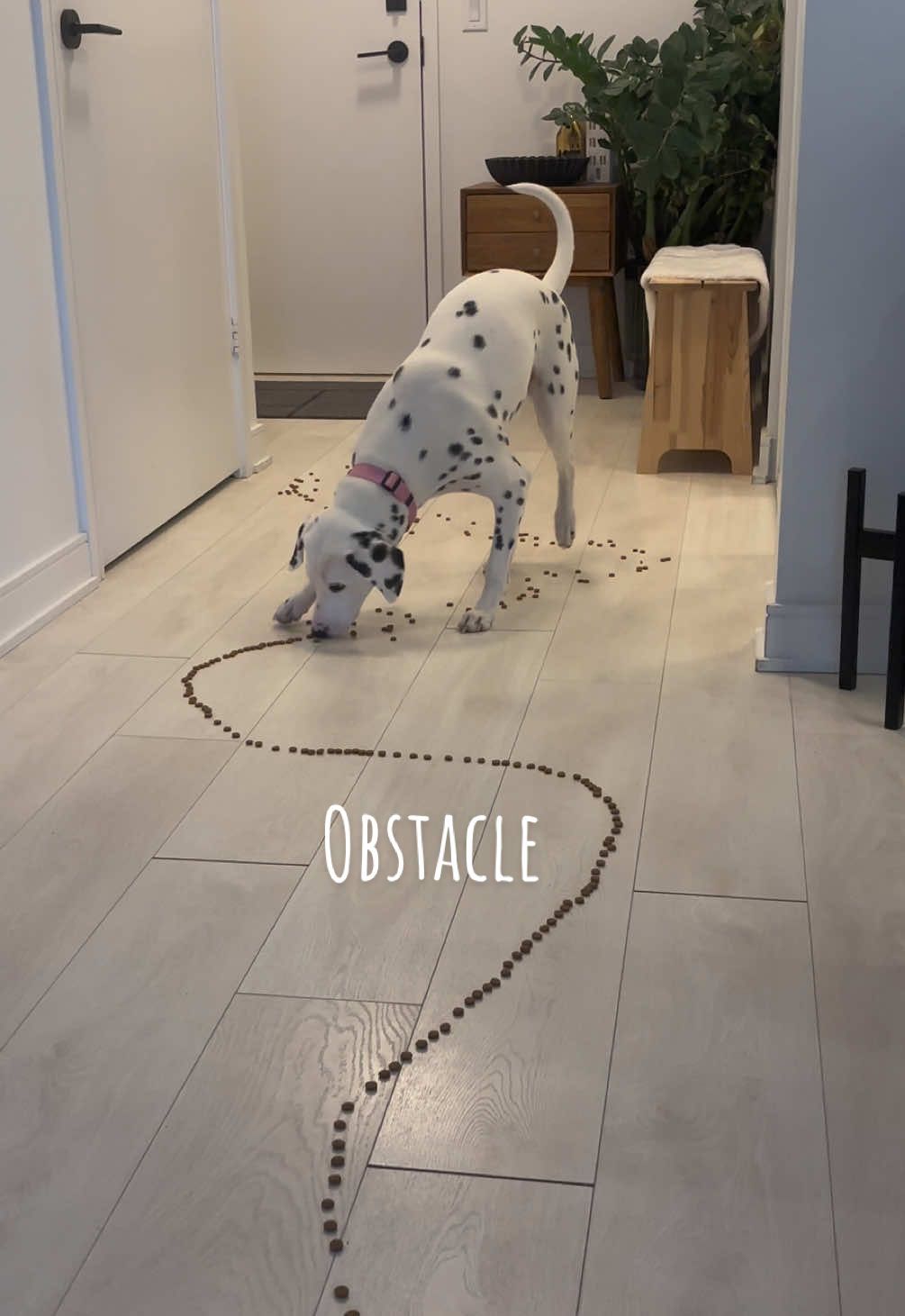 @Nevada the Dalmatian