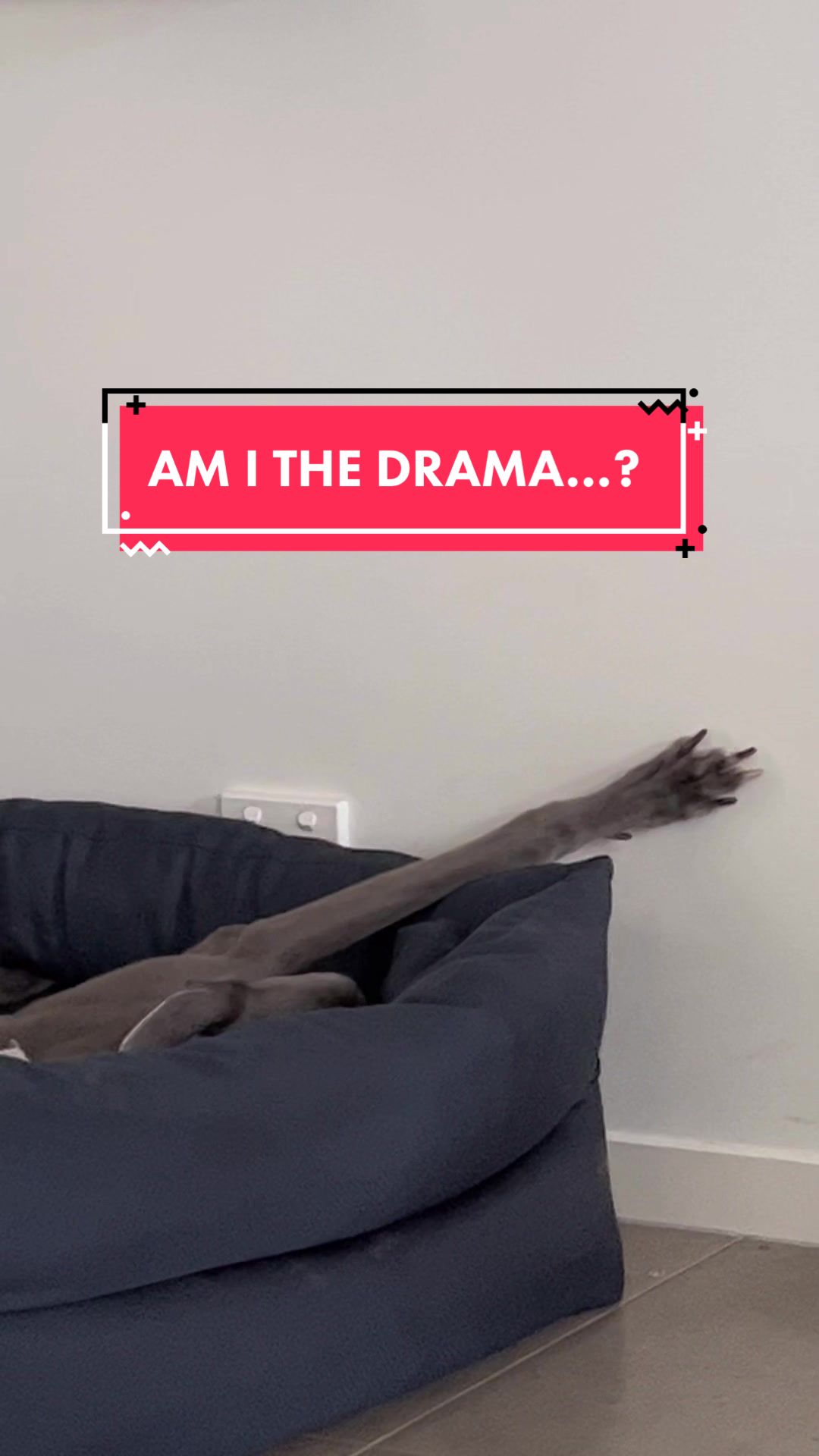 @harrythegreathound