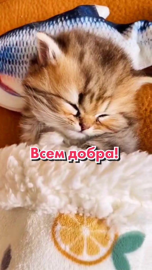 @Кот Клякса