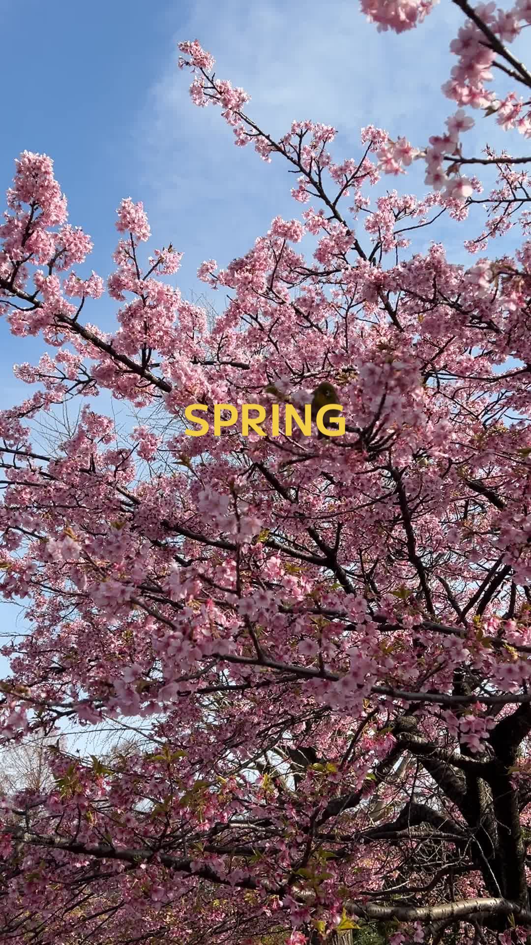 @_shinji71