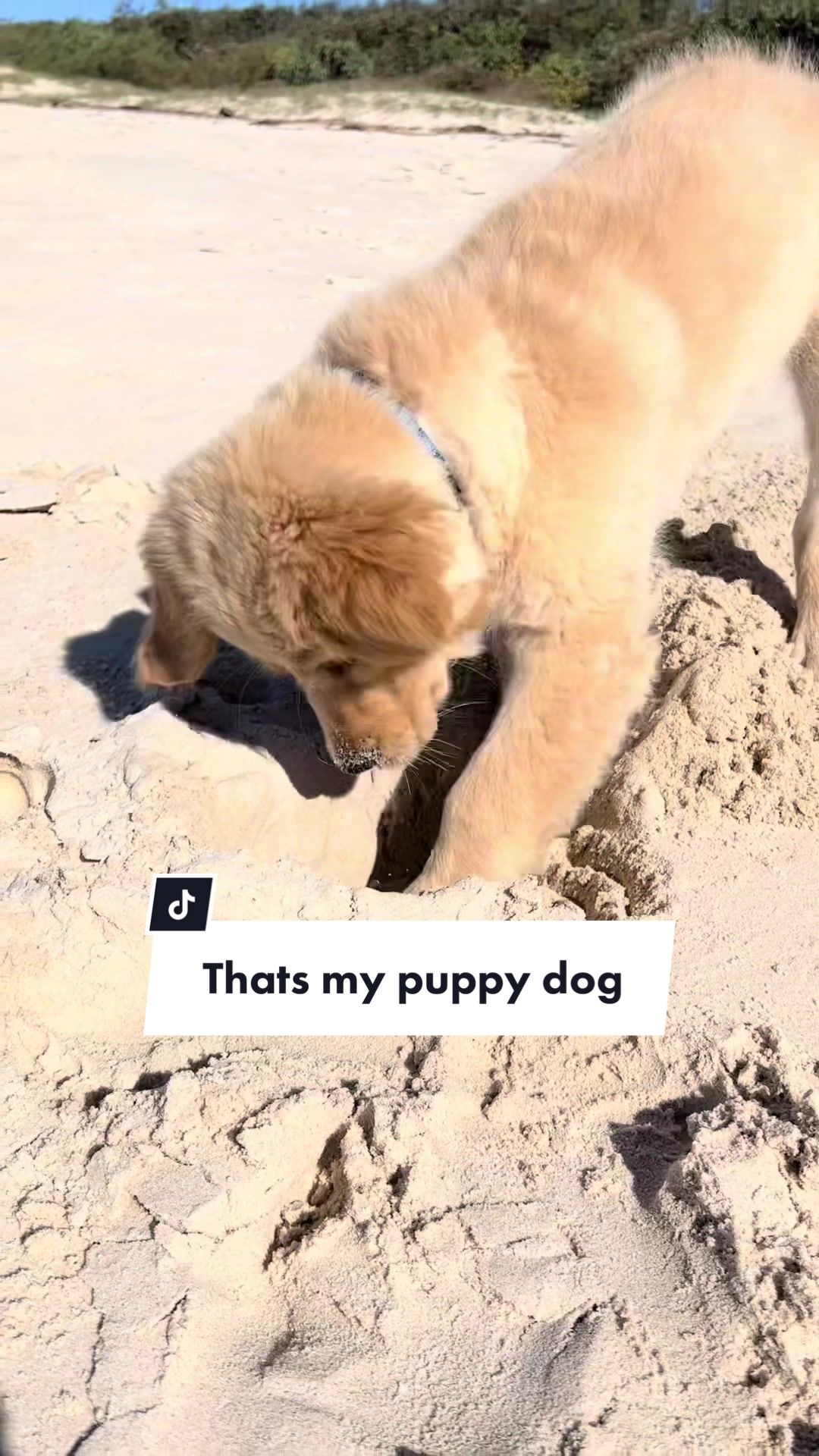 @Scout and Bailey 🐕🐶