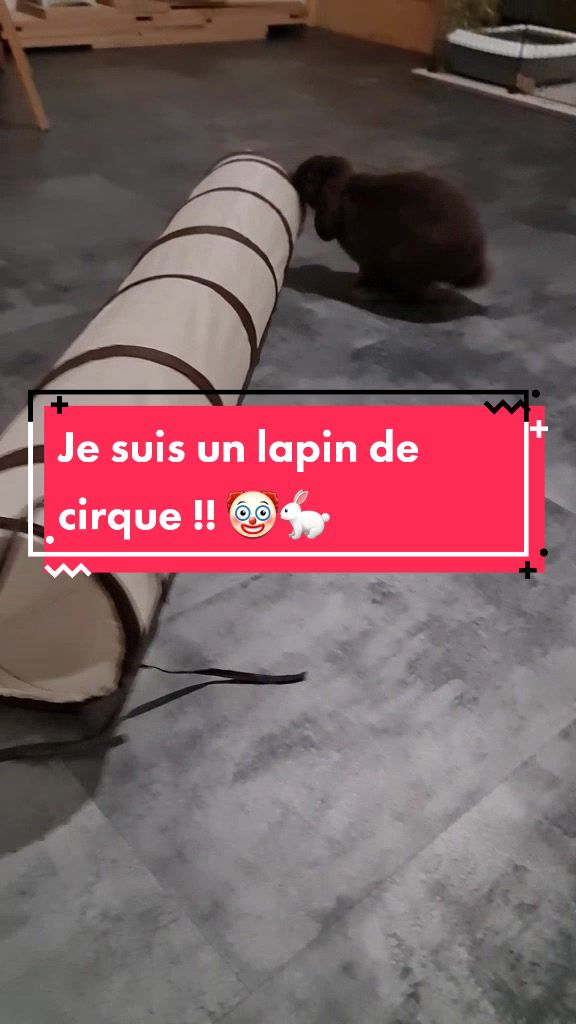 @Odin_le_lapin