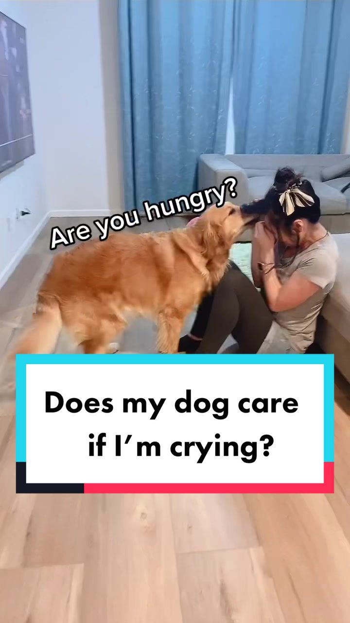 @3goldenretriever