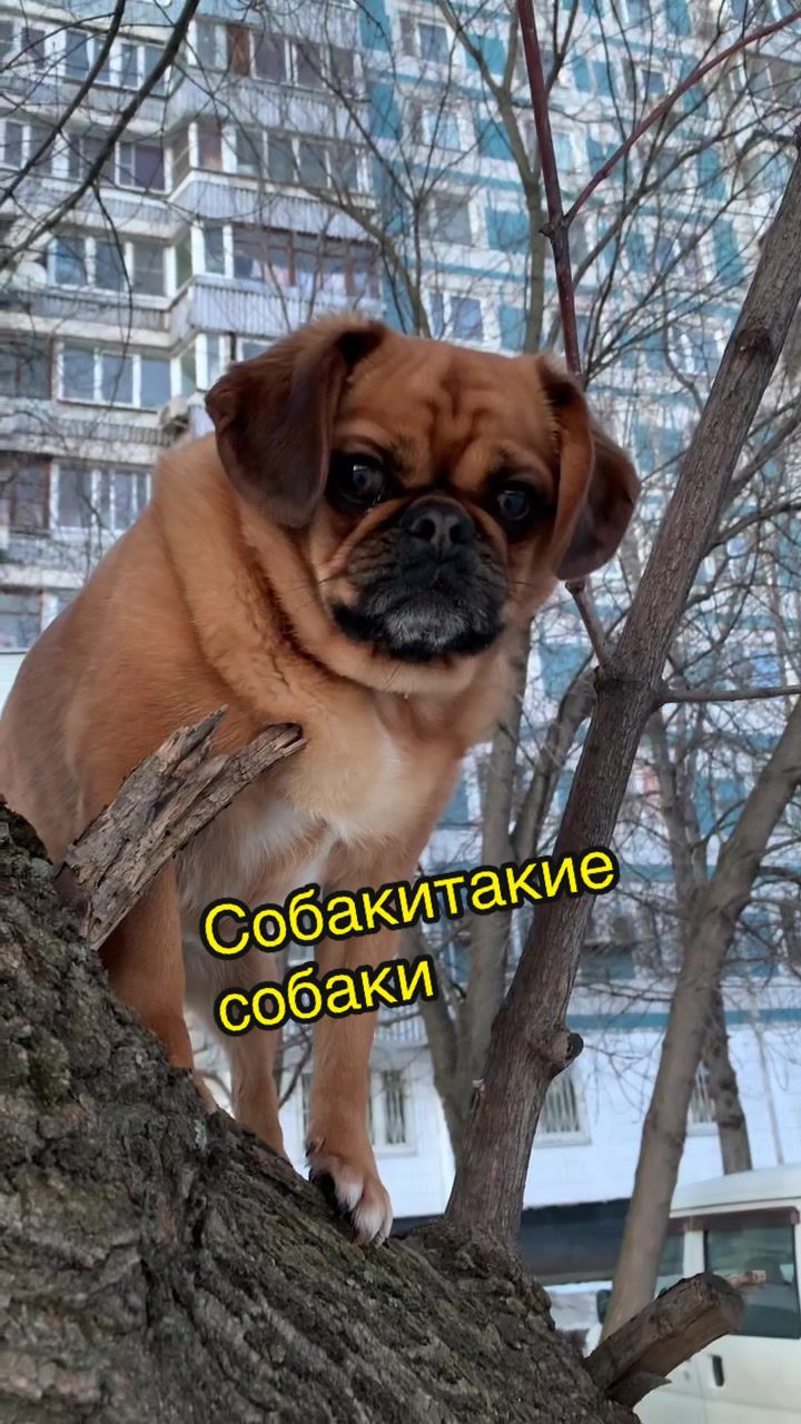 @Абу Саныч и Холли Ольговна