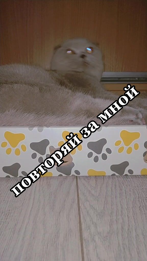 @Love Cats