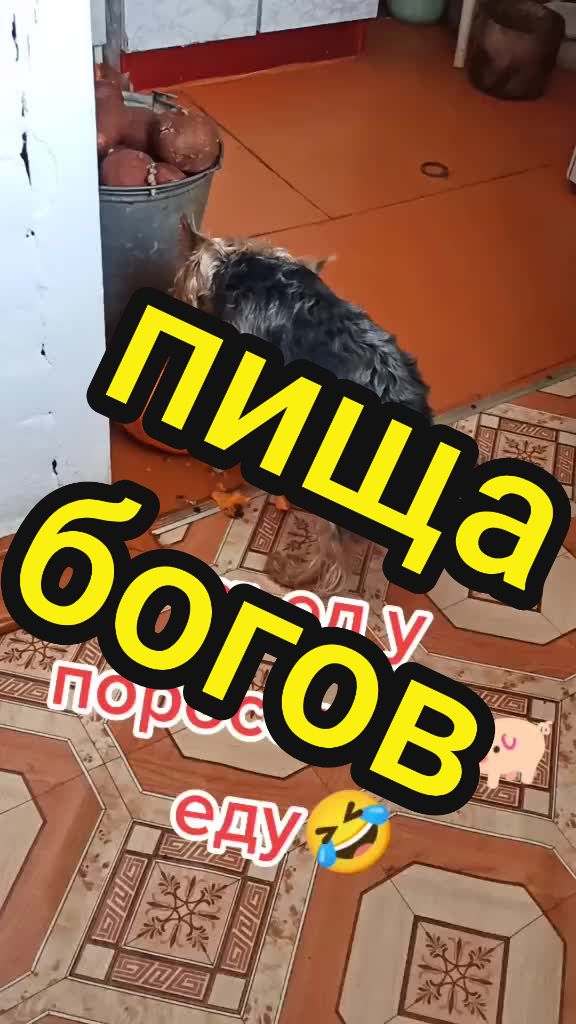 @🤟Веня Машаранский✌