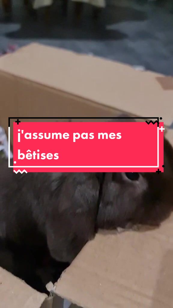 @Odin_le_lapin