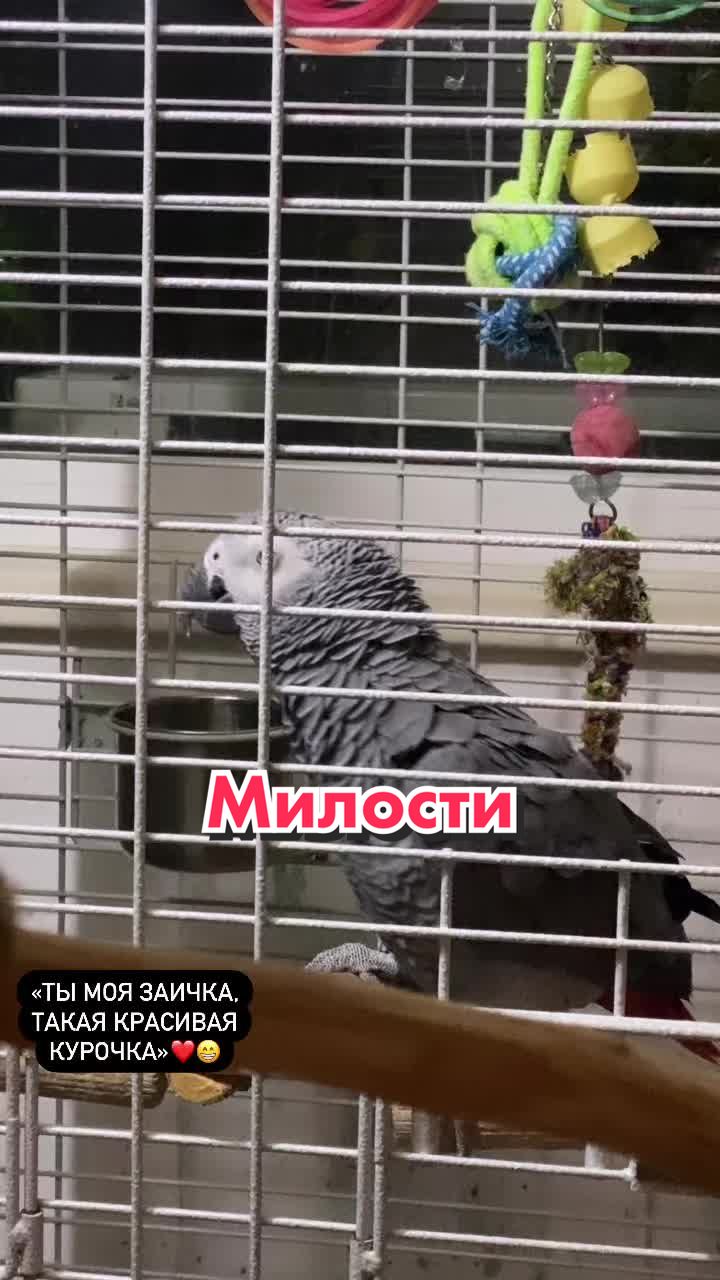 @Жако Кира