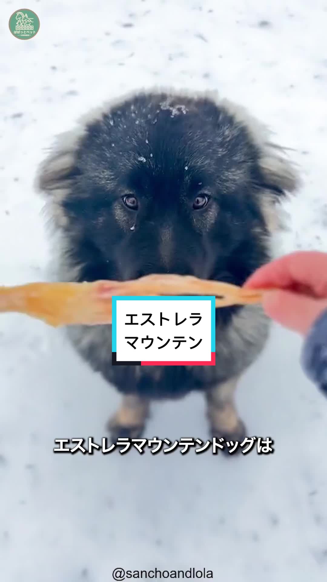 @ぱぱっとペット【動物1分解説】