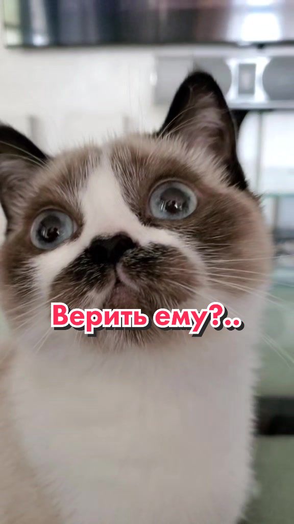 @Кот Клякса