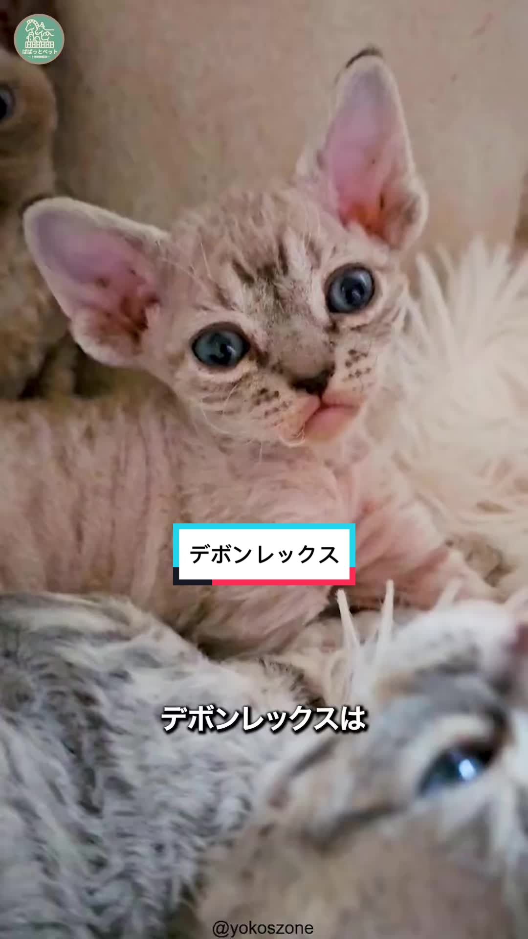@ぱぱっとペット【動物1分解説】
