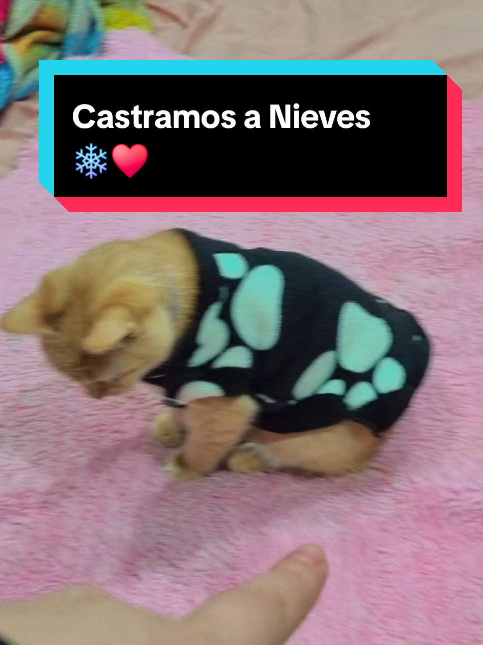 @StarLoveOficial