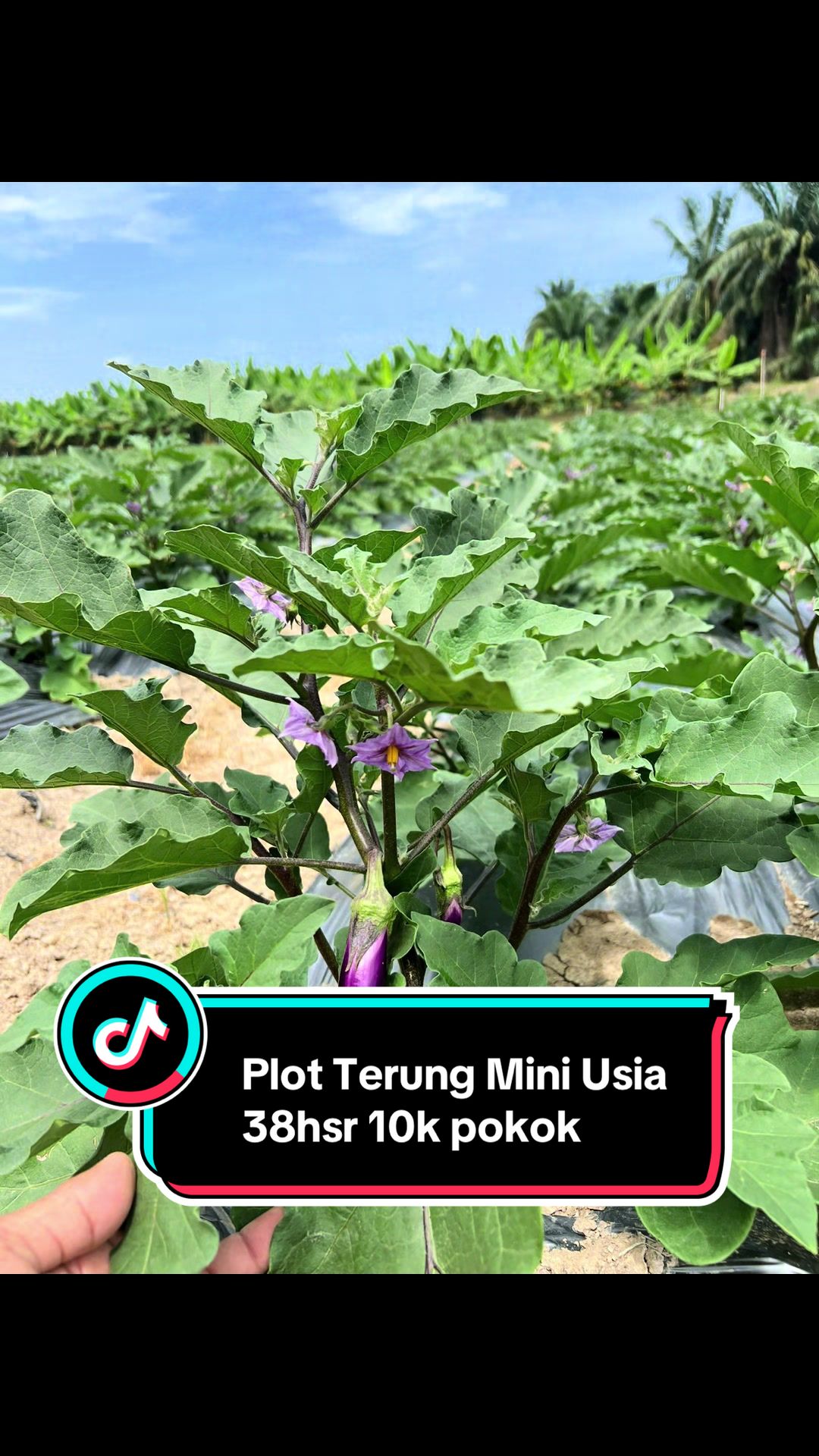 @Khairul Azwan | Petani Muda