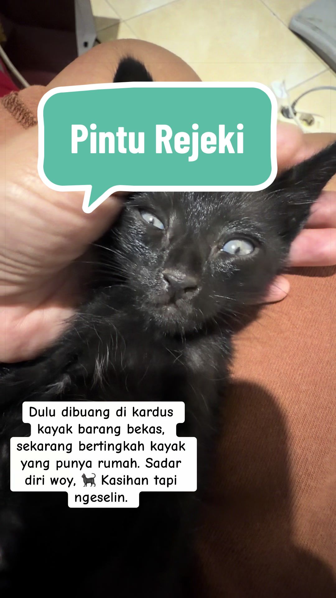 @Pet Journal Space