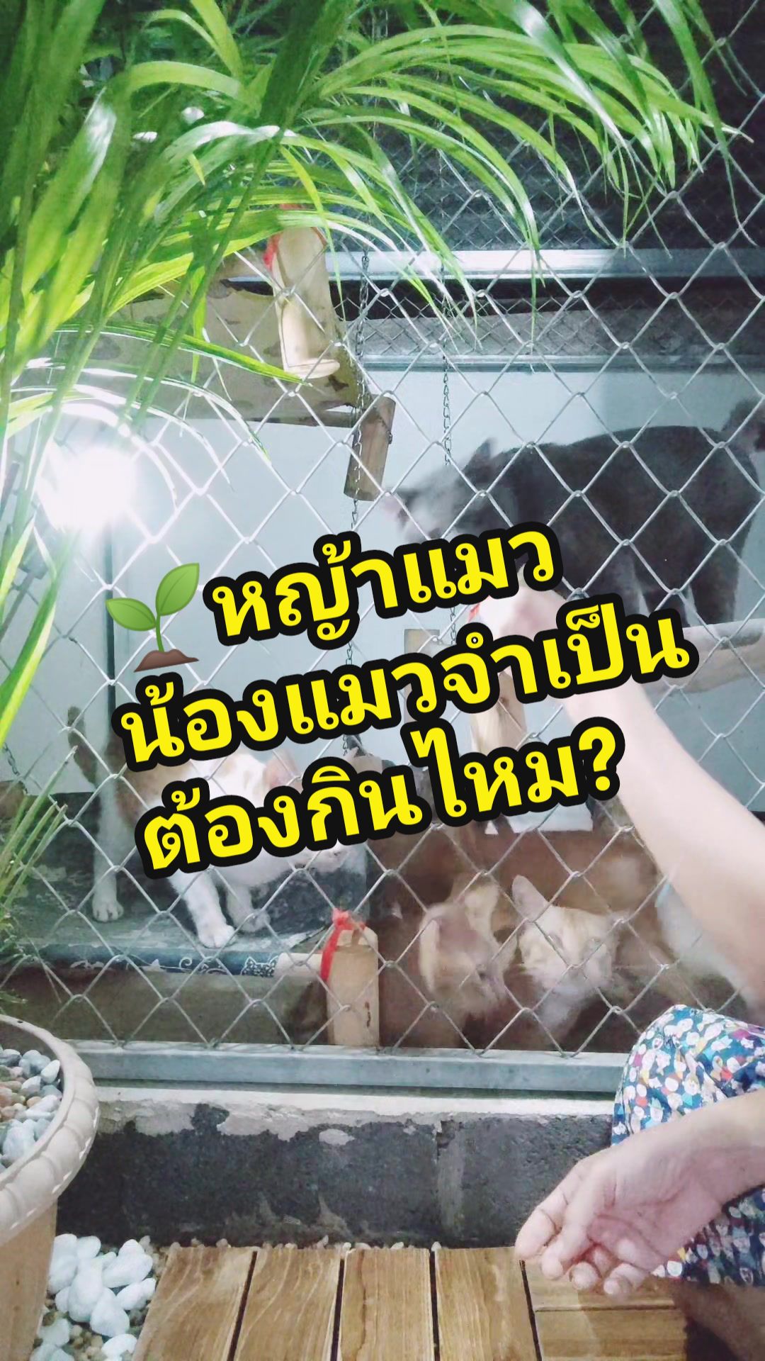 @ใหม่ทาสแมว (ช่องหลัก)