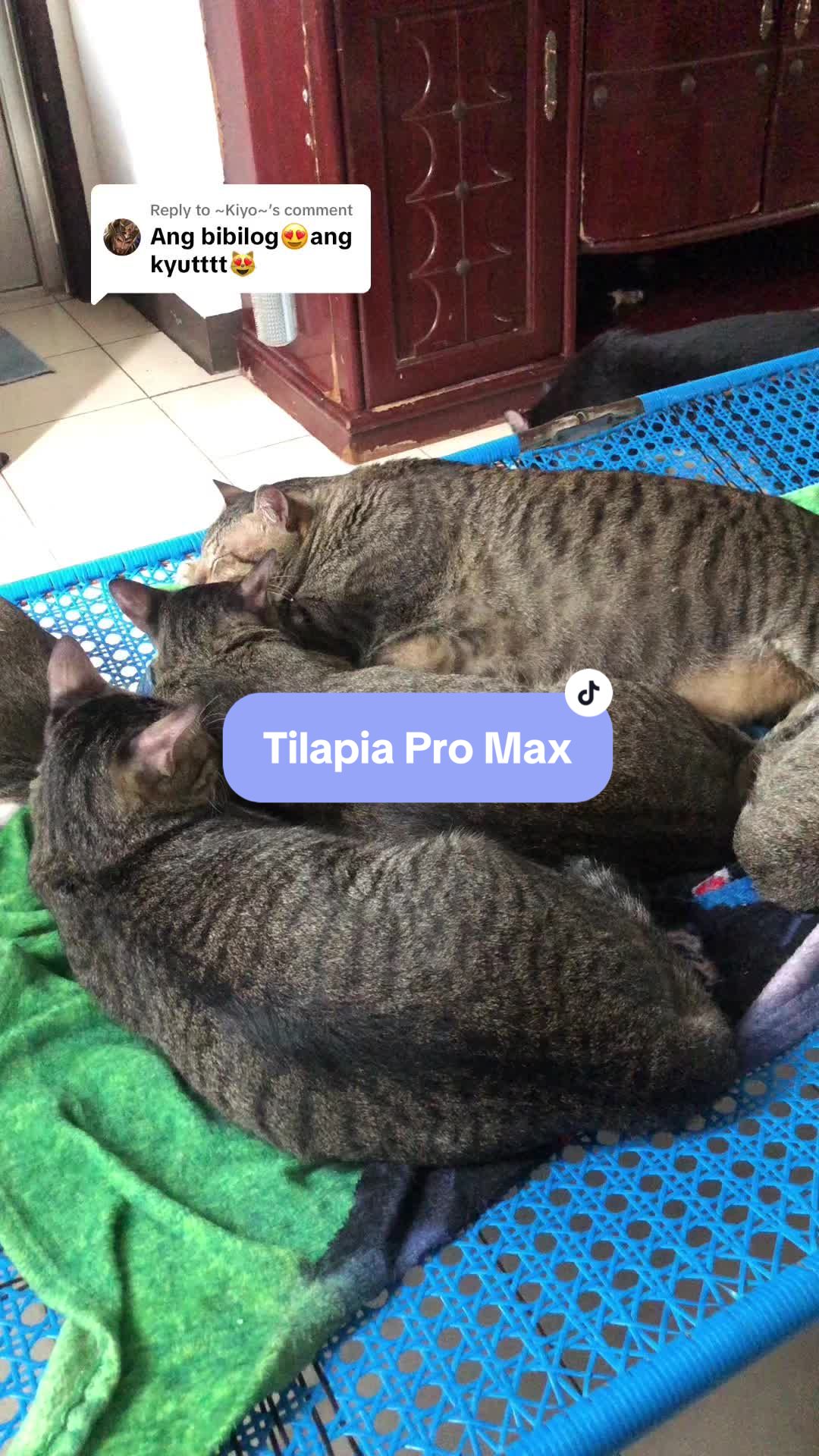 @17meows