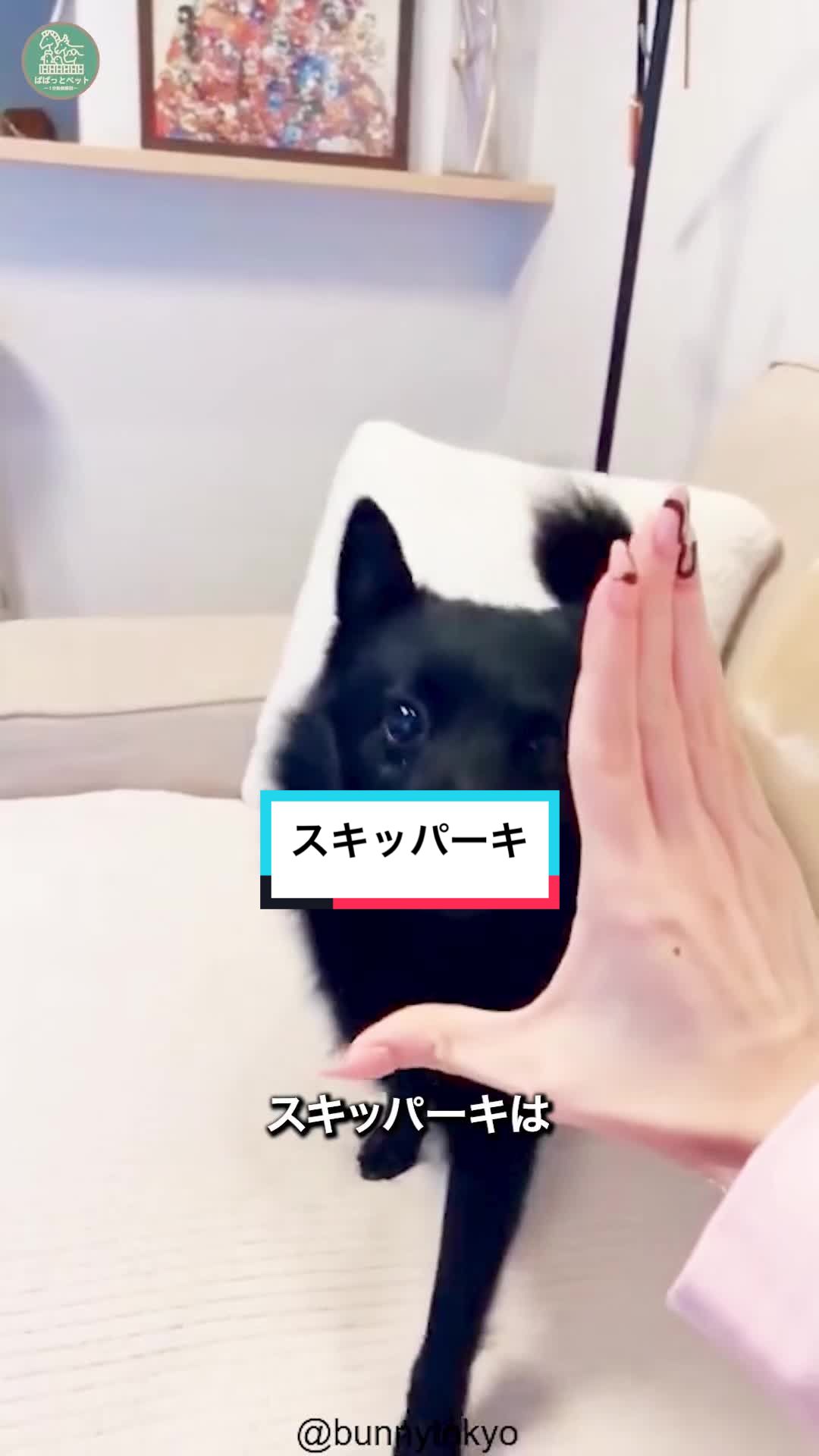 @ぱぱっとペット【動物1分解説】
