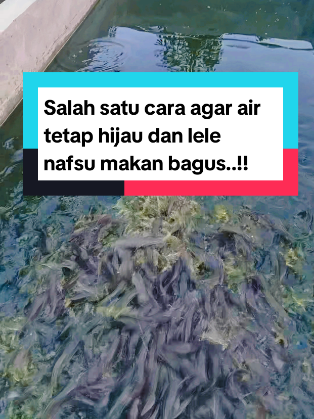 @Kang_Ewi