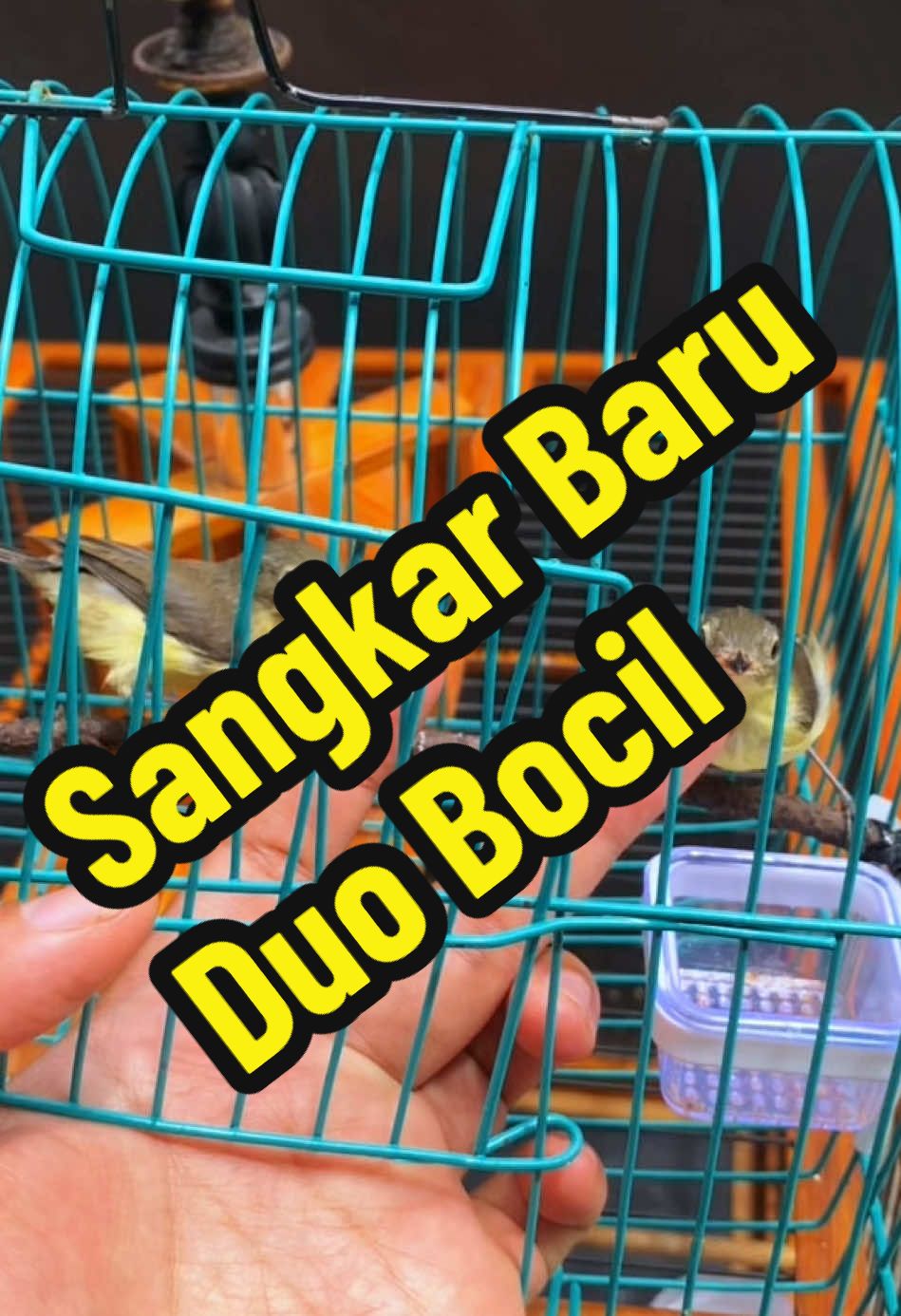 @GeDang Manuk