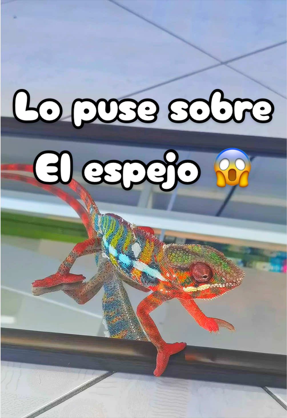 @ReptilMania