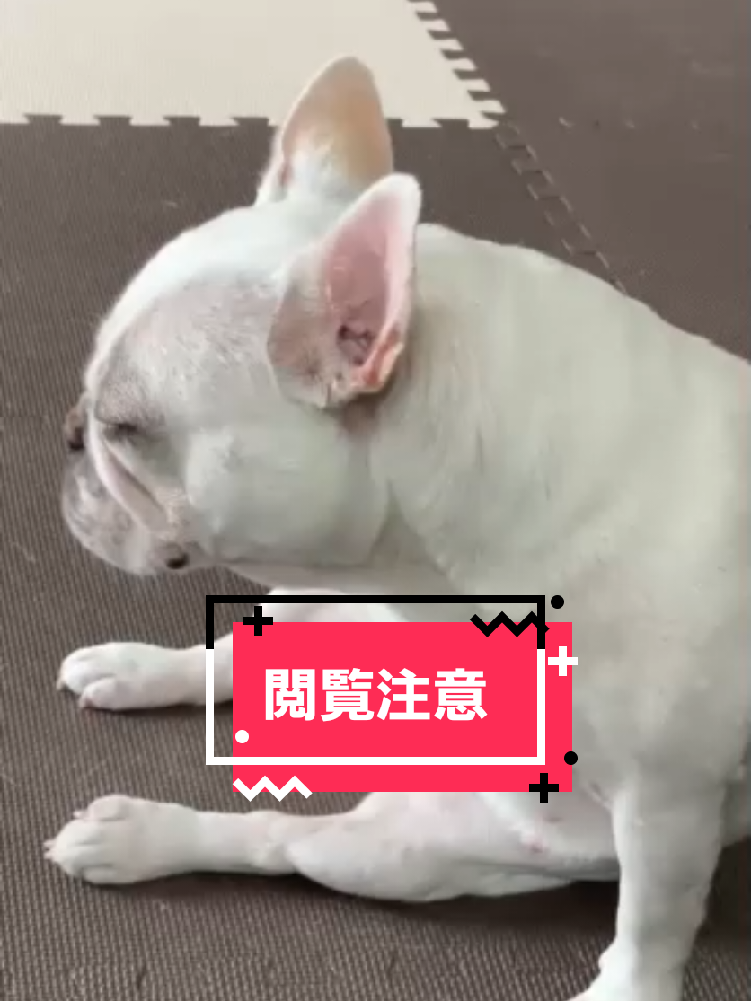 @フレブルJesse ❤️ MyO