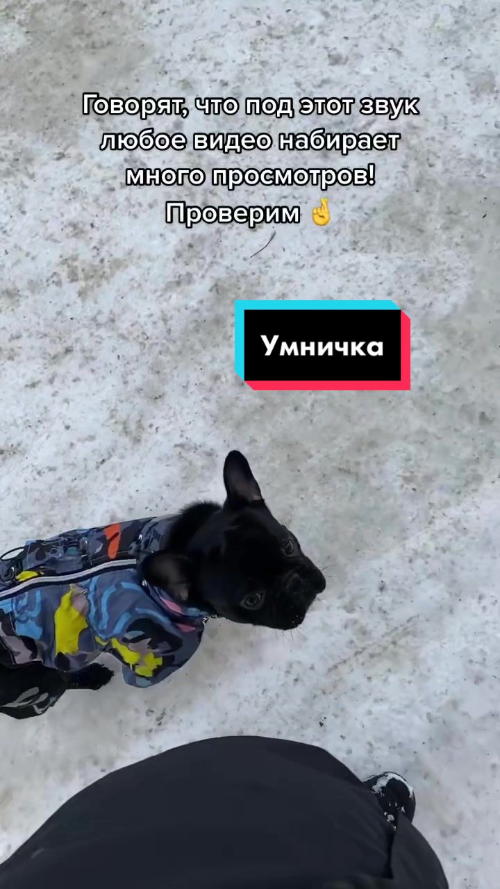 @Малыш Монти и Ди 🖤
