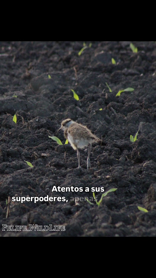 @Felipe_WildLife