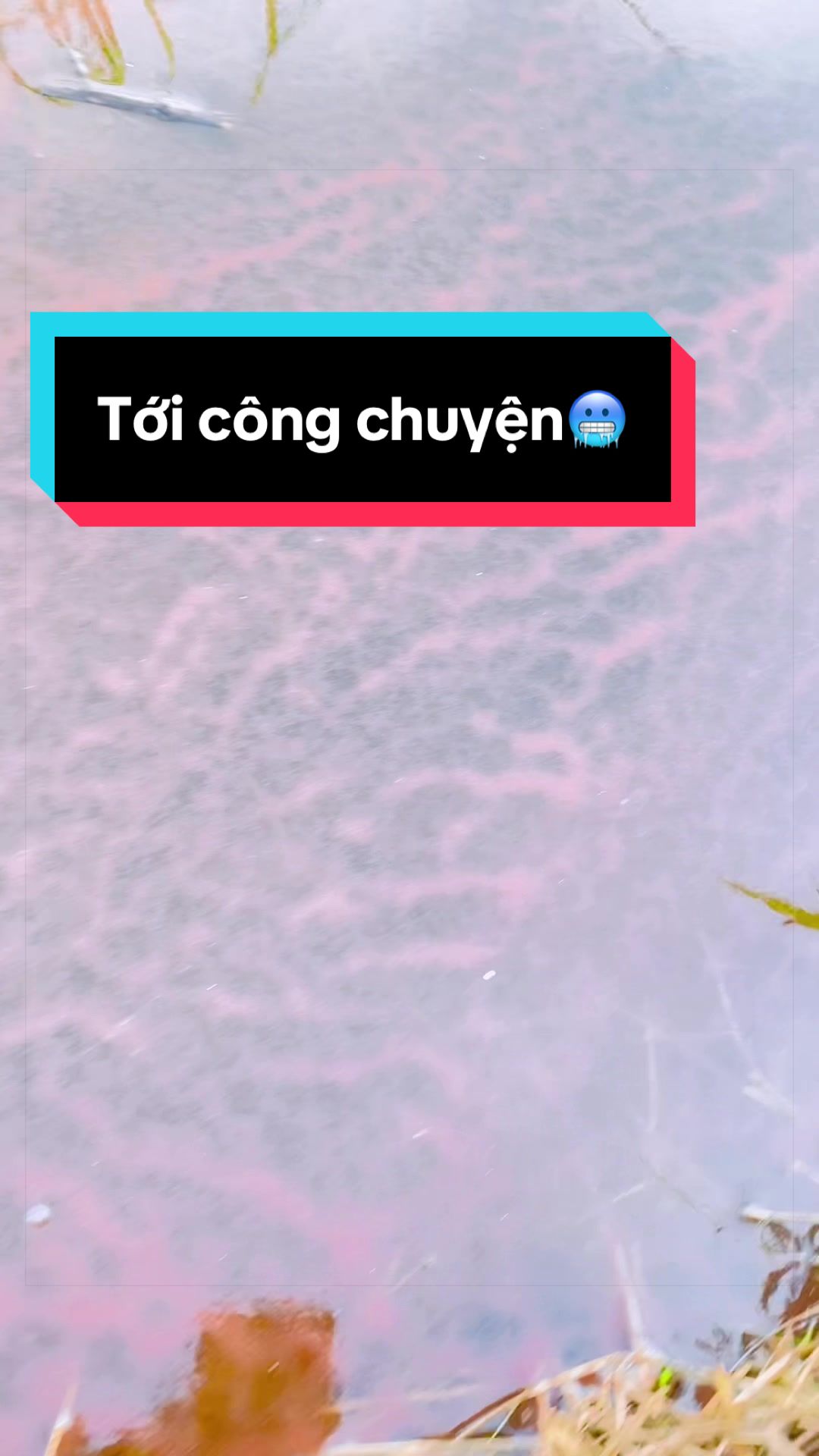 @Trại cá LỘC Betta & Guppy👑
