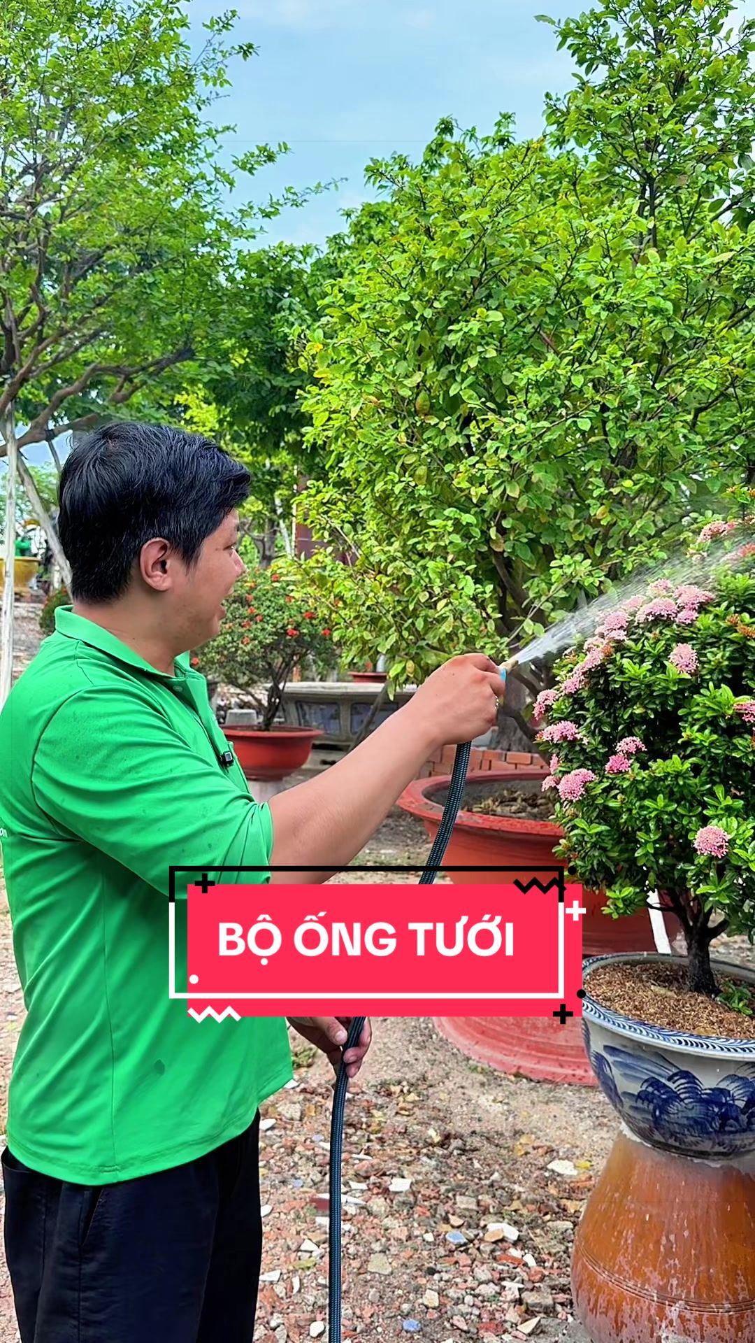 @C&acirc;y Xanh Phong Hồng