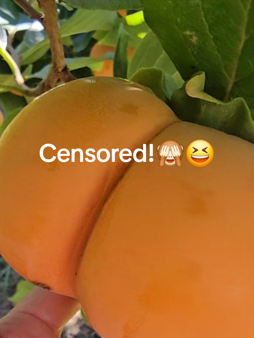 @bellaOZisera