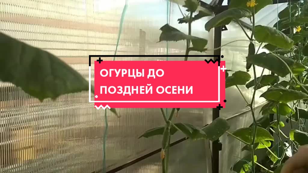 @Olga Svetlaya