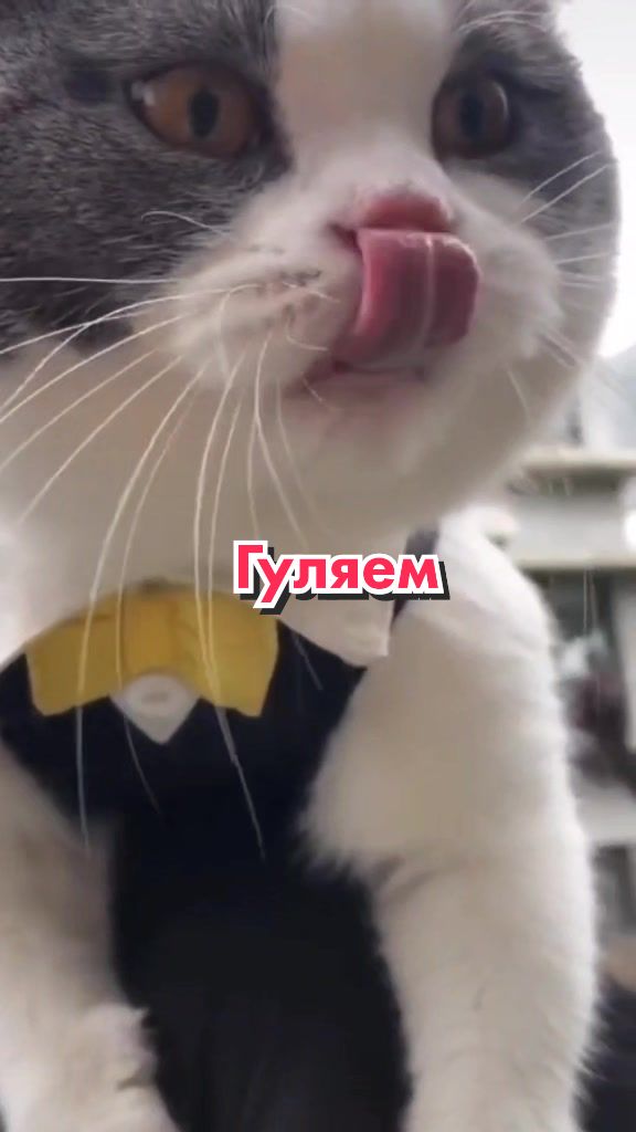 @Кот Клякса