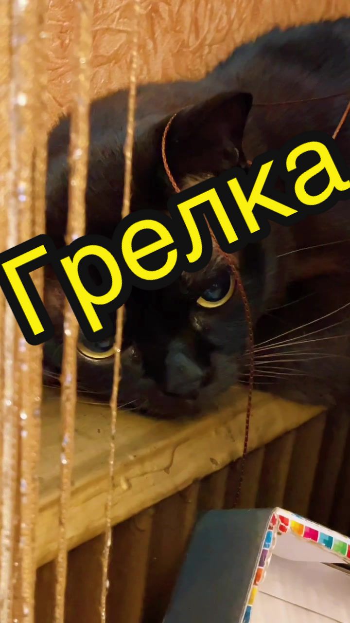 @Кот Мориска