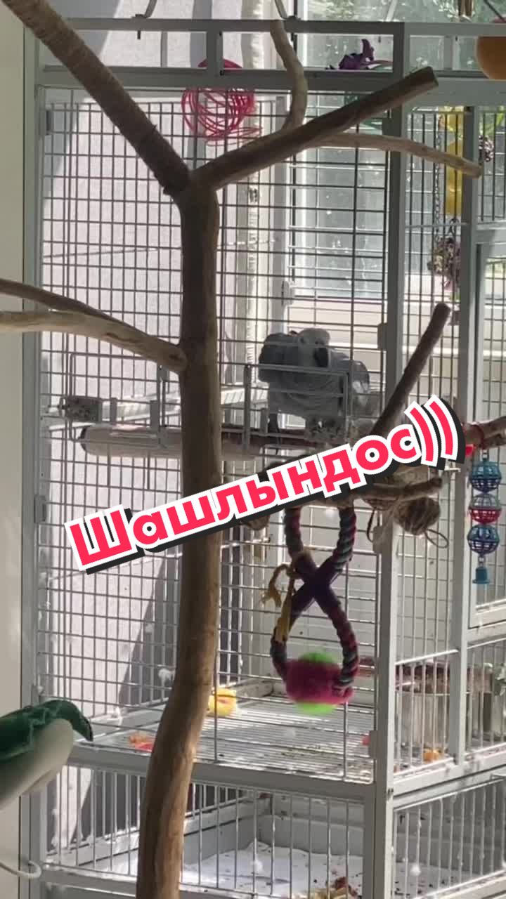 @Жако Кира