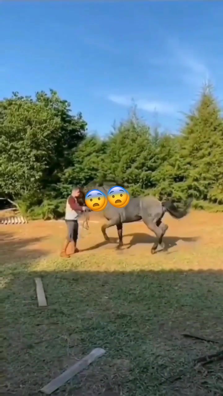 @tarki_horses05