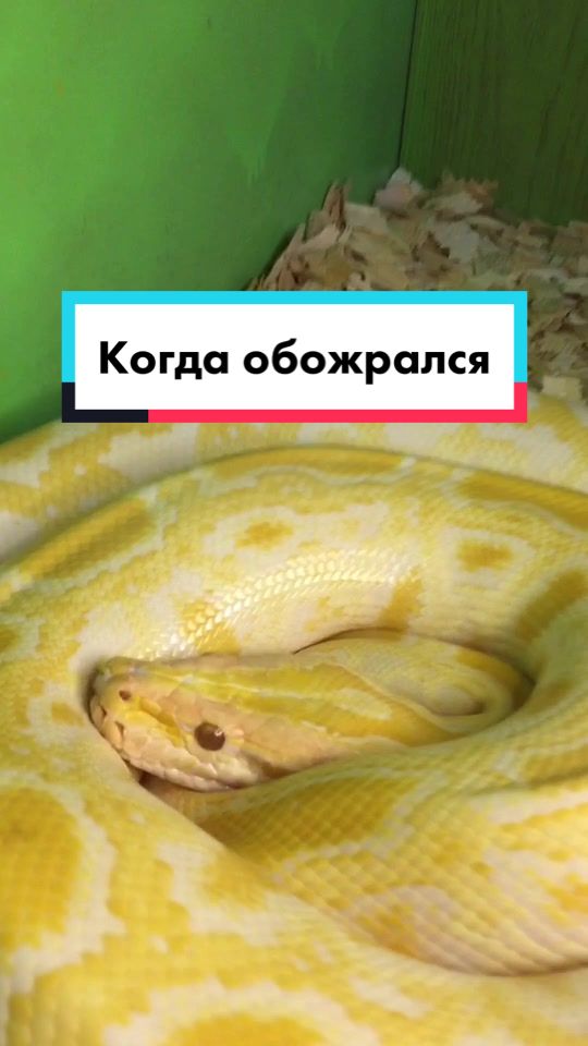@🐍 ТИГРАнутый 🐍