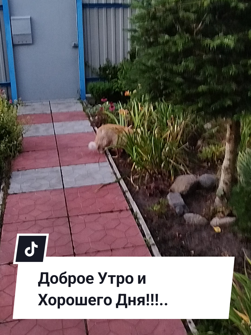 @IRINA