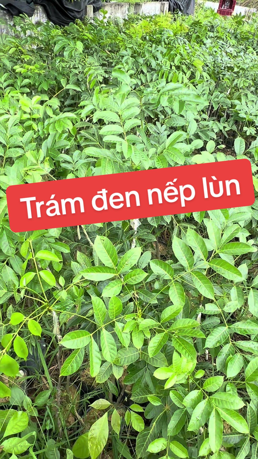 @Nh&agrave; Vườn Vũ Mai