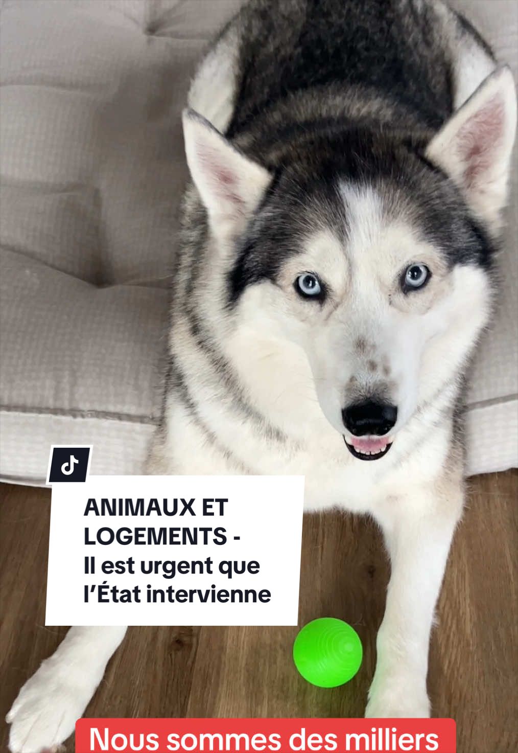 @Montreal SPCA
