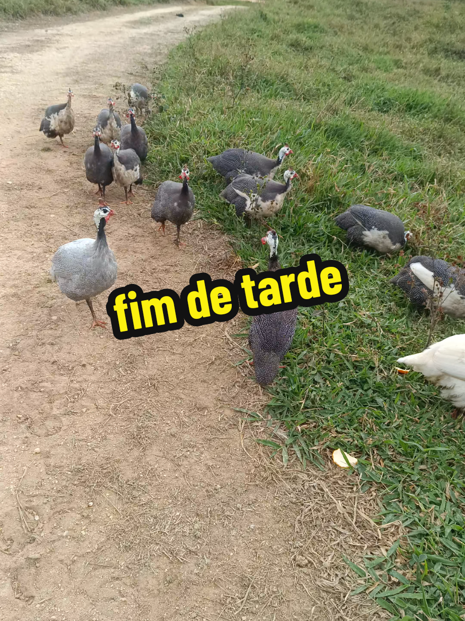 @Elaine Fernandes